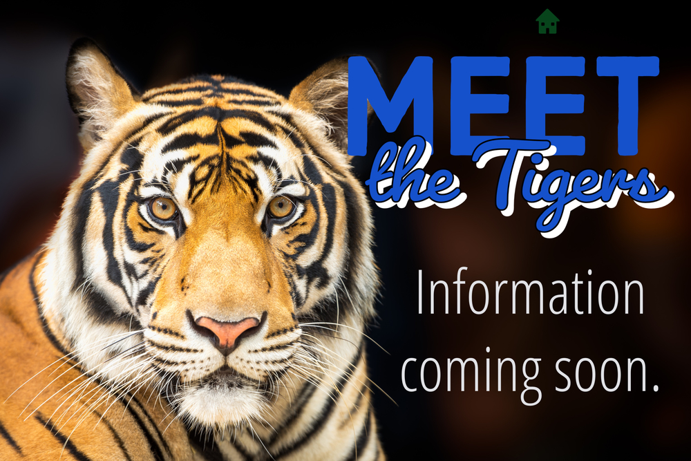 Meet Tigers Coming soon