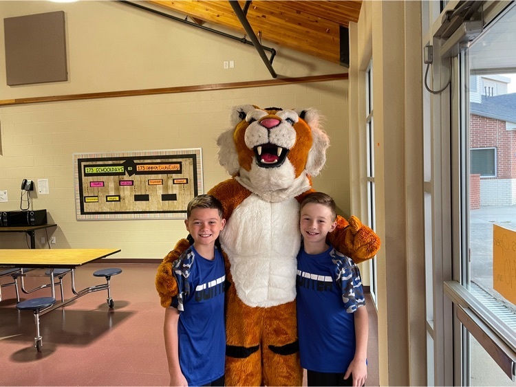tigers